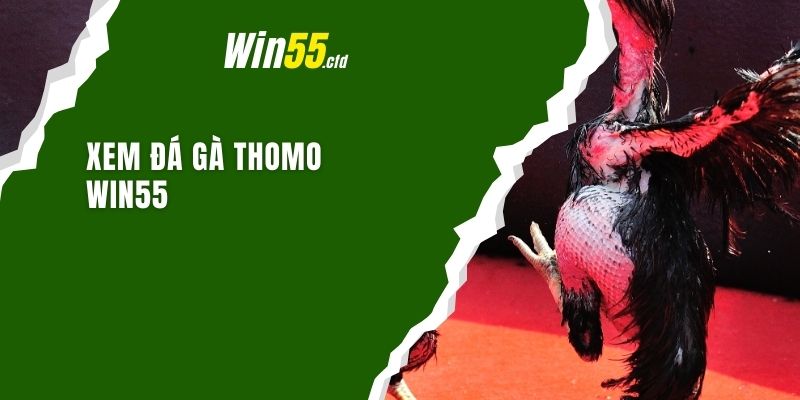 Xem đá gà Thomo Win55 – Trải nghiệm hấp dẫn cho tín đồ đá gà