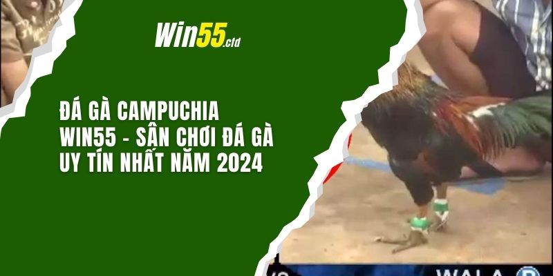 Đá Gà Campuchia Win55  - Sân Chơi Đá Gà Uy Tín Nhất Năm 2024